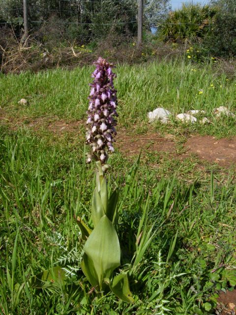 Passeggiate orchidologiche 2013